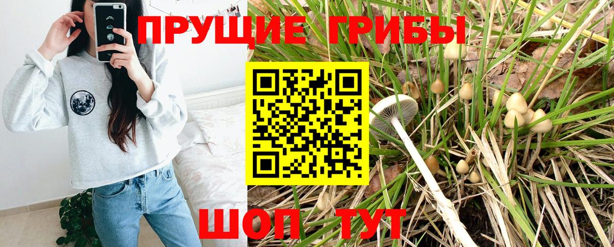 Кировск  Галлюциногенные грибы Psilocybe  Вход с VPN 